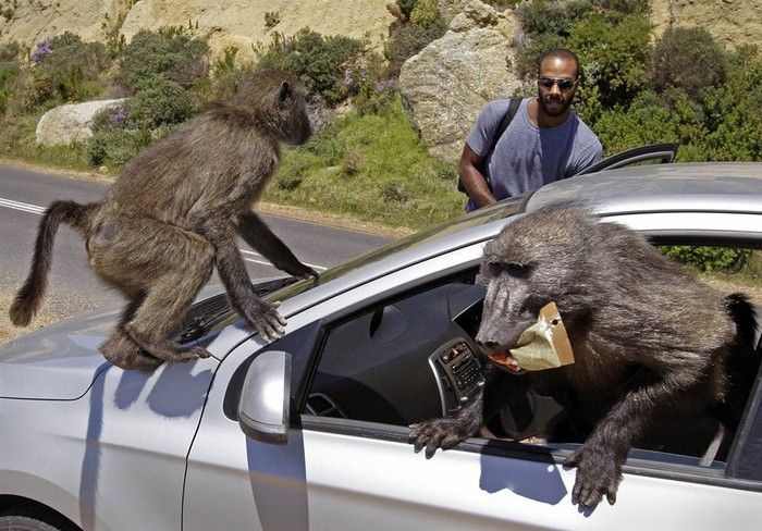 Du khách Alexandre Casias người Canada đang bị những chú khỉ đầu chó ở Millers Point “đột kích” vào xe hơi tại vùng ngoại ô Cape Town, Nam Phi hôm 24/10.
